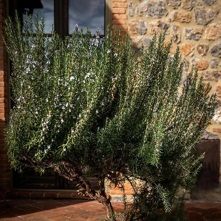 Tenuta Aronne Massa Marittima